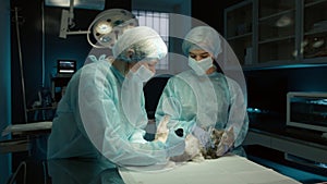 Female surgeons uniform preparing domestic cat for surgery on operation table