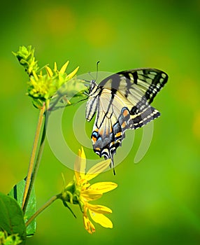 Female Swallowtail