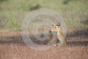 Female swamp deer at Kanha National Park,Madhya Pradesh,India