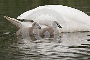 Swan and cygnet portrait