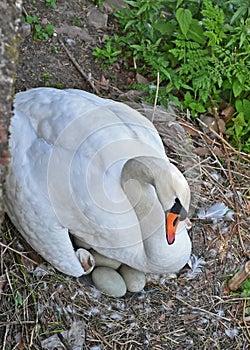 A female swan incubates eggs in her nest