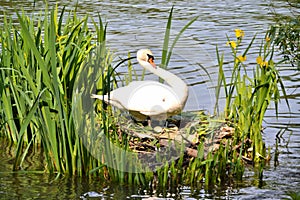 A female swan showing off her unhatched eggs