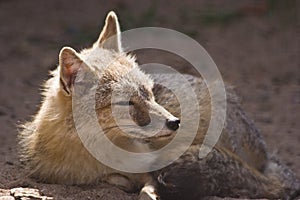 Female swift fox
