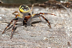 The female of Synema globosum measures 7-8 millimeters in diameter, while the male does not exceed 2-4 mm