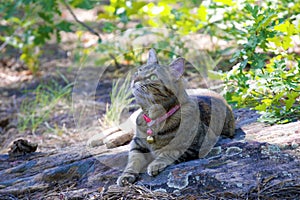 Female Tabby cat laying outdoors in nature