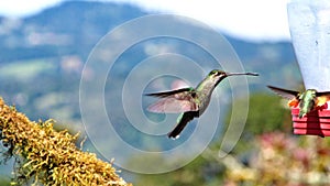 Female Talamanca hummingbird in flight in Costa Rica