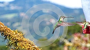 Female Talamanca hummingbird in flight in Costa Rica