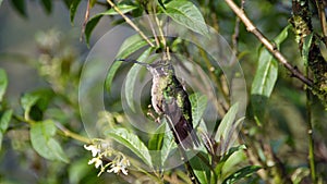 Female Talamanca hummingbird perched in a bush in Costa Rica