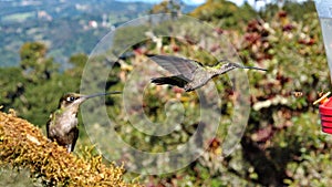 Female Talamanca hummingbirds