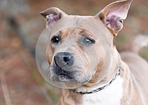 Female tan pitbull dog portrait