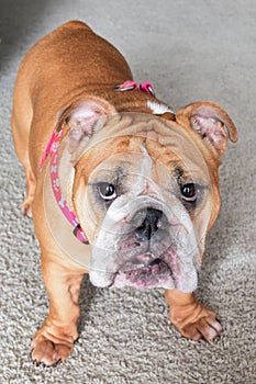 Female Tan and White English Bulldog with Pink Harness