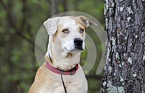 Lab Bulldog mixed breed dog with red collar, pet adoption photography