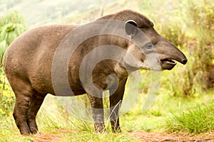 Female Tapir Wild Animal