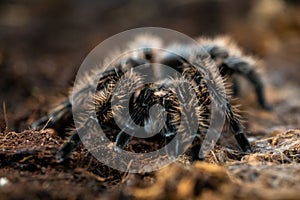 Female tarantula . Honduran Curly Hair. Tlitocatl Albopilosus or Brachypelma albopilosum. Side view, horizontal