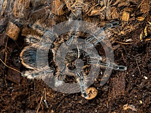 Female tarantula . Honduran Curly Hair. Tlitocatl Albopilosus or Brachypelma albopilosum. Top view, horizontal