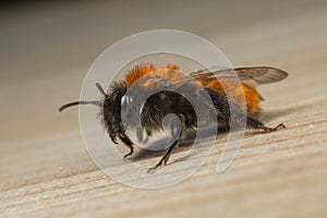 Female Tawnt Mining-bee