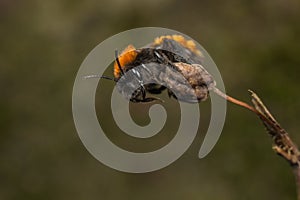 Female Tawny Mining-bee