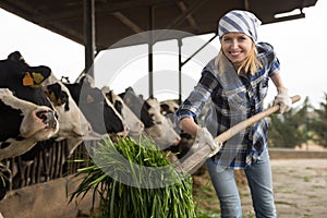 Female technician feeding cows with grass in livestock barn