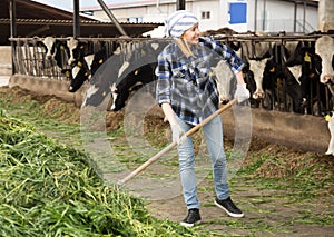 Female technician feeding cows with grass in livestock barn