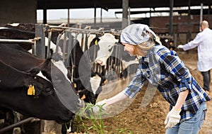 Female technician feeding cows with grass in livestock barn