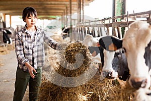 Female technician feeding cows with grass and smile in livestock barn