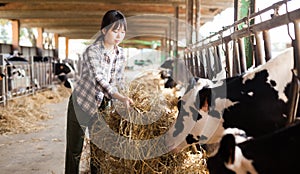 Female technician feeding cows with grass and smile in livestock barn