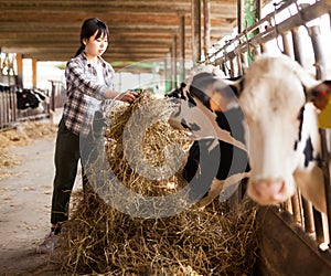 Female technician feeding cows with grass and smile in livestock barn