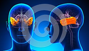 Female Temporal Lobe Brain Anatomy - blue concept