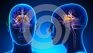 Female Thalamus Brain Anatomy - blue concept photo