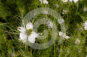 Female thick-legged flower beetle on nigella flower