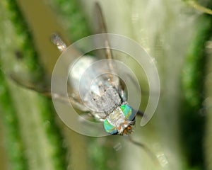 Female thistle gall fly (Terellia serratulae) detail of compound eyes