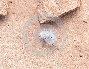 Female Thistledown Velvet Ant (Dasymutilla Gloriosa)