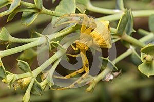 Female Thomisus onustus spider posed on a green plant waiting for preys
