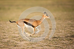 Female Thompson's Gazelle running, Amboseli, Kenya