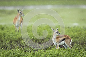 Female Thompson`s gazelle standing in rain in Ngorongoro Crater in Tanzania