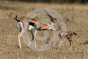 Female Thomson gazelle bending to nuzzle baby