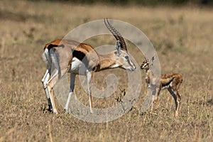 Female Thomson gazelle bends to nuzzle baby