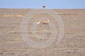 A female Thomson's gazelle (Eudorcas thomsoni)