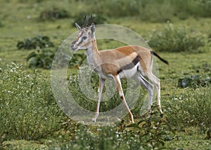 Female Thomson`s gazelle Eudorcas thomsonii