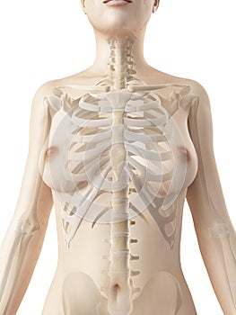 The female thorax bones photo