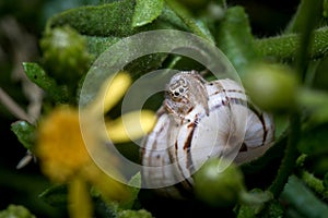 Female Thyene imperialis jumping spider posed on a snail looking for preys. photo