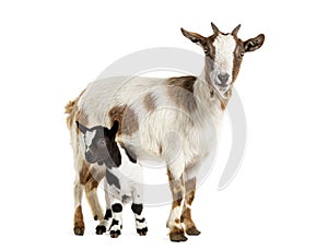 Female Tibetan Pigmy Goat with her kid, isolated on white
