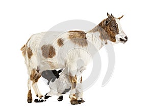 Female Tibetan Pigmy Goat with her kid suckling milk, isolated on white