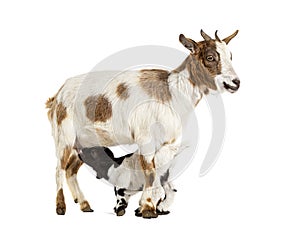 Female Tibetan Pigmy Goat with her kid suckling milk, isolated on white