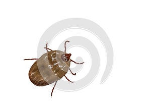 Female tick