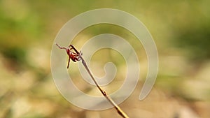 Female tick on the grass is waiting for an animal as a host. parasites