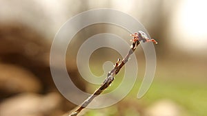 Female tick on the grass is waiting for an animal as a host. Parasites