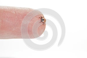 Female tick on a human finger isolated on white.