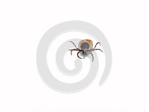 Female tick  Ixodes scapularis crawling photo