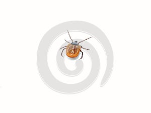 Female tick  Ixodes scapularis crawling photo